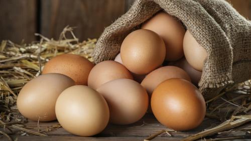 母雞生蛋蛋殼的鈣質哪裡來的？