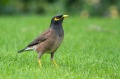 前世今生的故事:前世犯罪投生為鳥(圖)