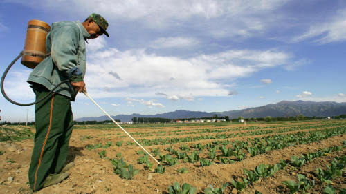由于种田投入化肥和农药的成本高，中国农民勤恳地种地，仍然入不敷出。