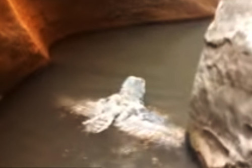 溪流中意外拍到一隻貓頭鷹在游泳！