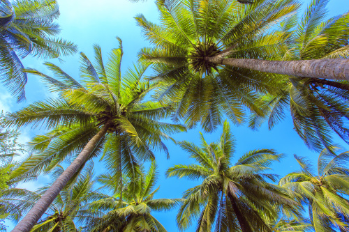 孟加拉種大量棕櫚樹竟是為了保人命？！