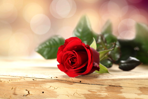 玫瑰虽艳却多刺，君子慎独，美色当前勿做非分之想。