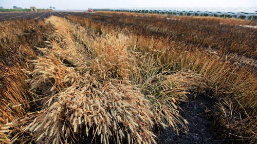 印度遭遇罕見熱浪侵襲，打亂了該國以小麥為主的糧食出口計劃。