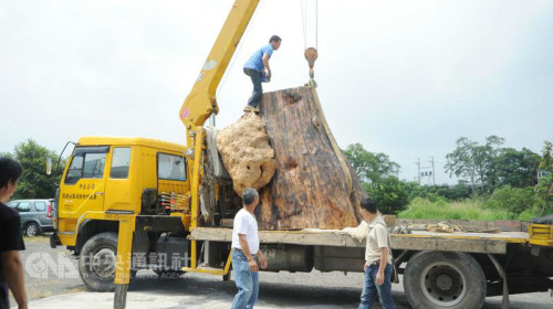 台湾收藏家涂习麟将千年超大桧木从日本运回台湾。