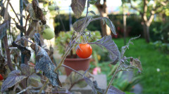 大媽帶西紅柿種子入境紐西蘭當場遭遣返(圖)