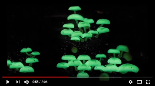 神奇鬼蘑菇像螢火蟲一樣發出幽幽亮光