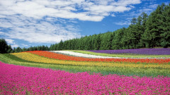 情況危急北海道恐淪中國北海省(圖)