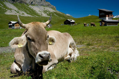 离奇！瑞士13只牛冲出栅栏“集体跳崖”