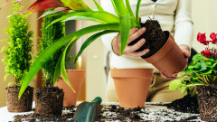 植物能看穿人類的謊言(圖)