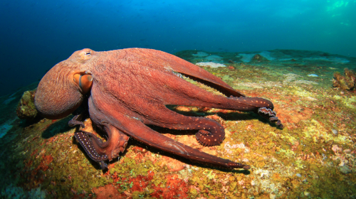 章魚是極其聰明的生物！