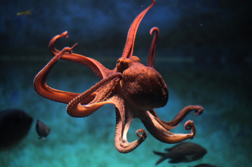 遇到威胁时，章鱼会抬高前边的6条触须，然后利用最后2条触须走路。
