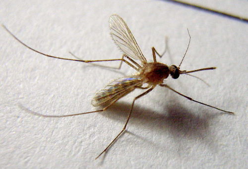 基因改變的蚊子真能解決傳染病嗎？