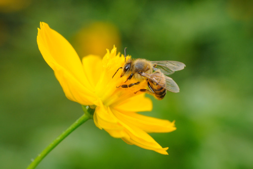 隨著各地蜜蜂大量死亡，餐桌上消失的不只是蜂蜜，還有食物。