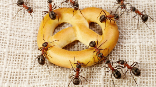 驅逐螞蟻的方法，有用喔！