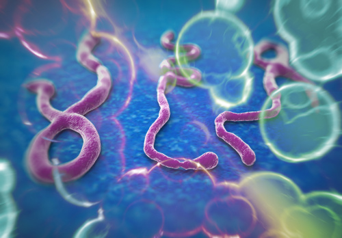 勐臘病毒在演化上與伊波拉和馬爾堡病毒有密切關係。