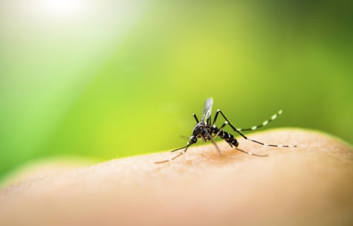 蚊子對二氧化碳非常敏感！