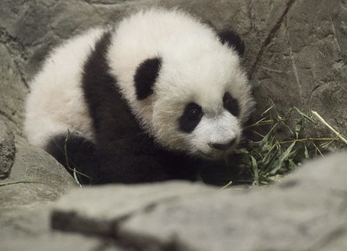 研中國大熊貓棲息地面臨嚴重威脅