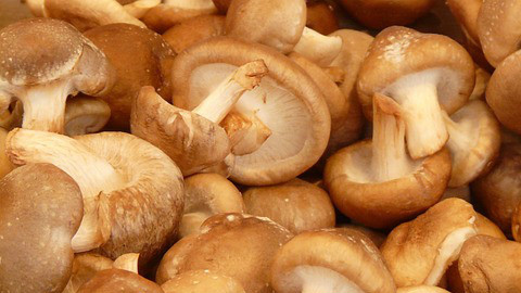 香菇所含蛋氨酸和各种维生素，具有强壮肝脏机能效果。
