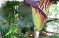 “巨臭花”美国植物园盛开游客愿当逐臭之夫(视频)