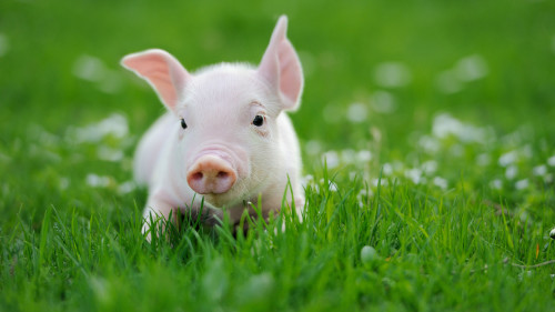 生肖猪的人个性很敦厚，比较乖巧。