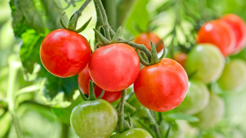 西红柿里的苹果酸、柠檬酸和糖类，有助消化。