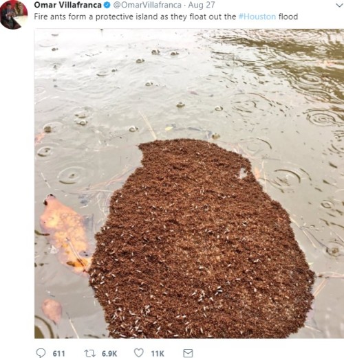 休斯顿洪灾另类危险：漂水面的毒火蚁团