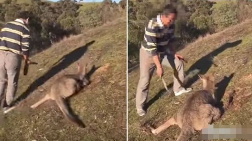 澳洲华男19刀虐杀袋鼠