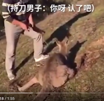 澳洲华男19刀虐杀袋鼠