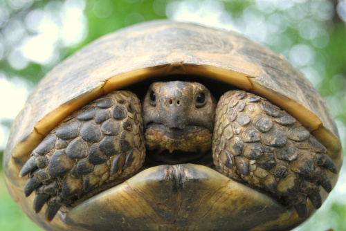 烏龜把頭縮到龜殼裡頭的模樣！