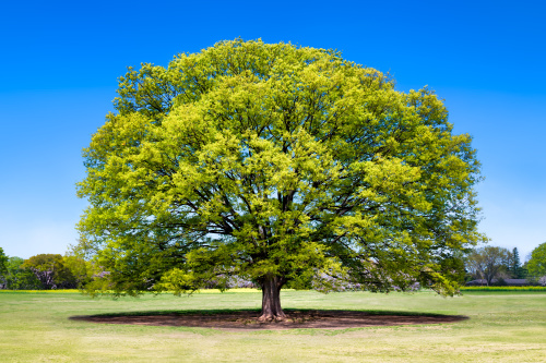 英国热门心理测试：大树上的位置你选择站哪？