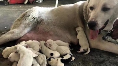 沈阳市有一只母狗在五天内，持续产下了31只狗宝宝