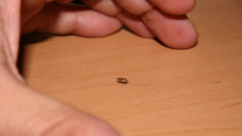這種蚊子雖小卻能致命！兩人染病身亡