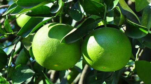 柚子独特的苦味，就是柚皮素。能够有效提高人体对胰岛素的敏感性。