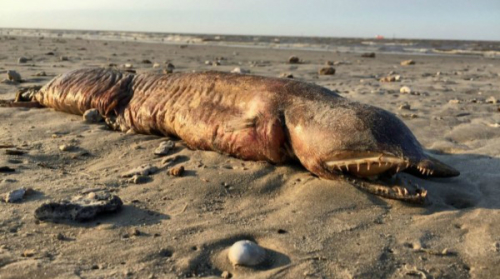 科学爱好者德赛（Preeti Desai）在德州海岸上发现了一个长满牙齿的奇怪海洋生物 。