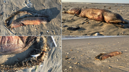 科学爱好者德赛（Preeti Desai）在德州海岸上发现了一个长满牙齿的奇怪海洋生物 