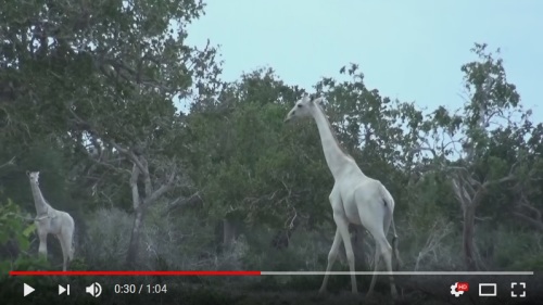 非洲拍到白色長頸鹿就像沒穿衣服