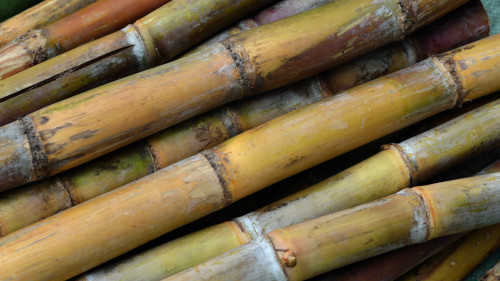 变色的甘蔗不能吃，可导致死亡。