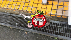 泰利襲捲日本太犀利豪雨後鯊魚驚現路邊(組圖)