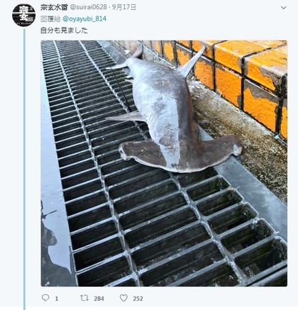 泰利台风过后，日本网友在福井县路边看到一条鲨鱼。