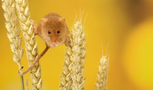 華德．迪斯尼創造米老鼠的靈感是來自一只可愛的老鼠。