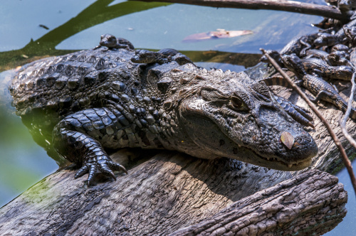 鳄鱼一般栖于热带河流沼泽，并很少离开水过远的地方。