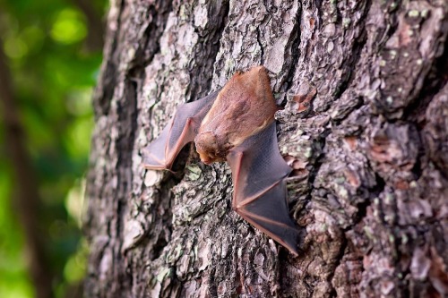 科學家翻譯蝙蝠叫聲發現它們都在吵架
