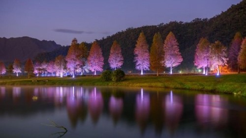 员山福园蜊埤落羽松增设灯饰，在夜间点灯。