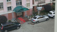 張陽自殺後軍中又有兩名將領傳自殺(圖)