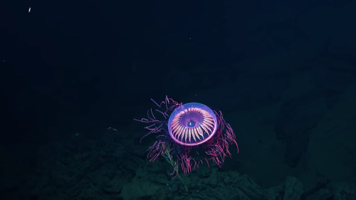 美國獨立海洋探勘船鸚鵡螺號（EV Nautilus），近日被爆在墨西哥加利福尼亞州(Baja California)的雷維利亞希赫多群島(Revillagigedo Archipelago)附近發現了一種稀有水母，晚間看其狀如深海璀璨的煙火。(16:9) 