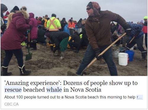 暖心加拿大百人新年搶救擱淺鯨魚