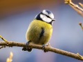 能聽懂動物語言的瀋僧昭(圖)
