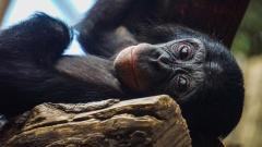 猩猩不可能和人类一样震惊的悲剧实验(图)