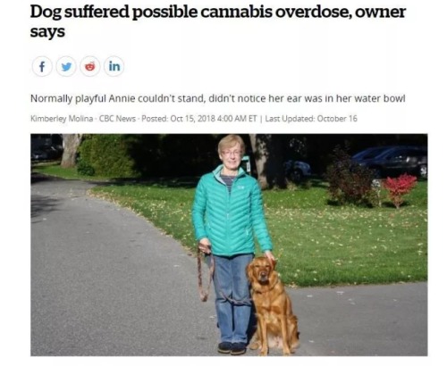 狗狗誤吃大麻後無法正常站立