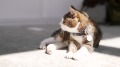 動物溝通師和動物溝通的實例(圖)